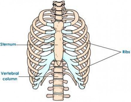 Thoracic surgery